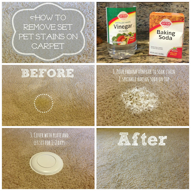 Olympia Real Estate How To Get Rid Of Pet Stains On Carpet?