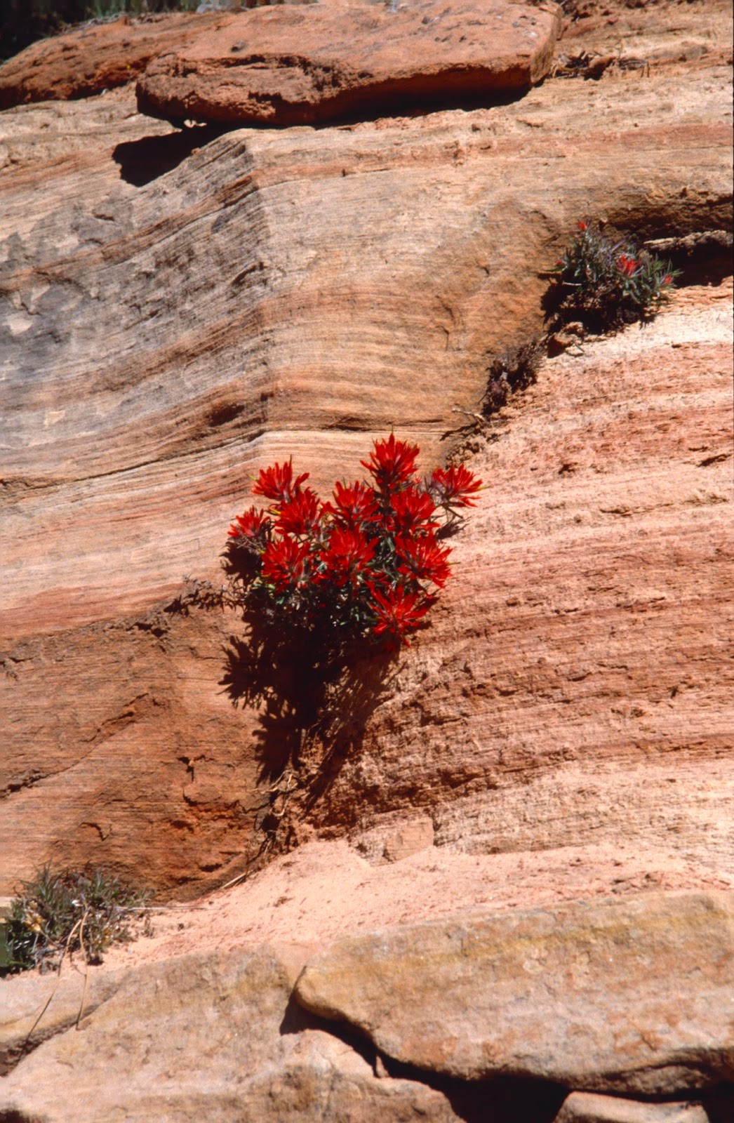 The Old Cowboy and Photography Wildflowers of Zion National Park