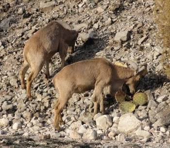 Aoudad eating Prickly Pear Cactus in Lincoln County, New Mexico.