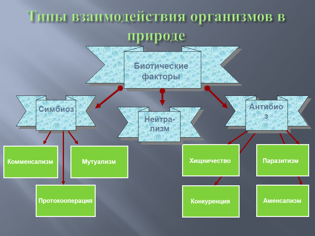 Основные формы симбиотических отношений Основные формы симбиотических отношений