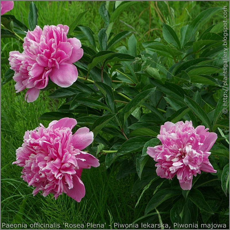 Paeonia officinalis 'Rosea Plena' flowers - Piwonia lekarska, Piwonia majowa kwiaty