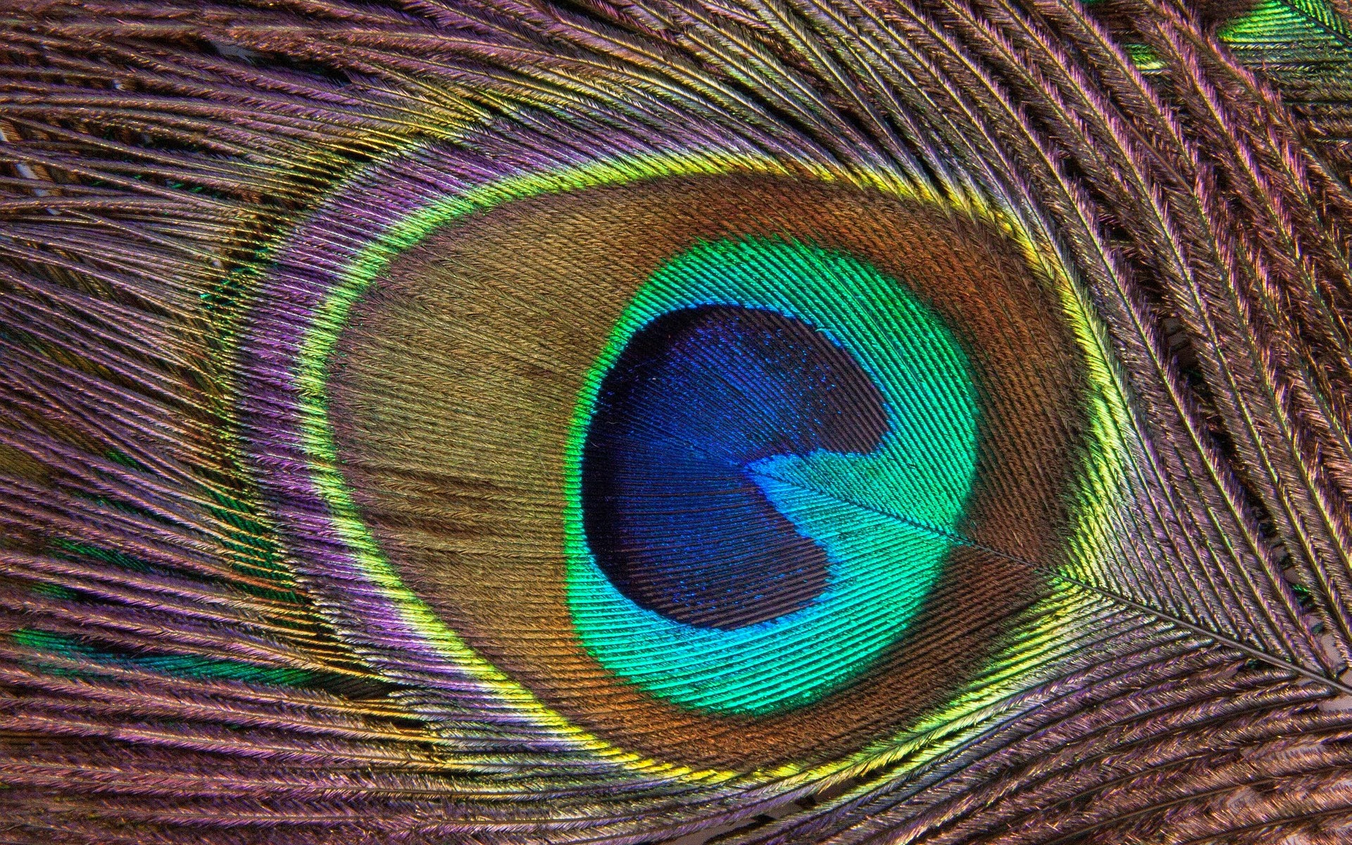 Peacock Feather High Quality HD Wallpaper ~ HD Wallpapers, High Quality