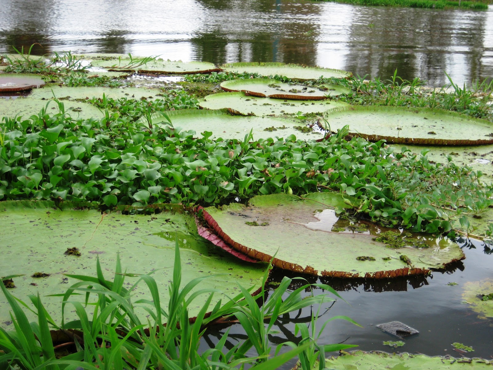 Serenity Meeting of the Waters & Lily Pads