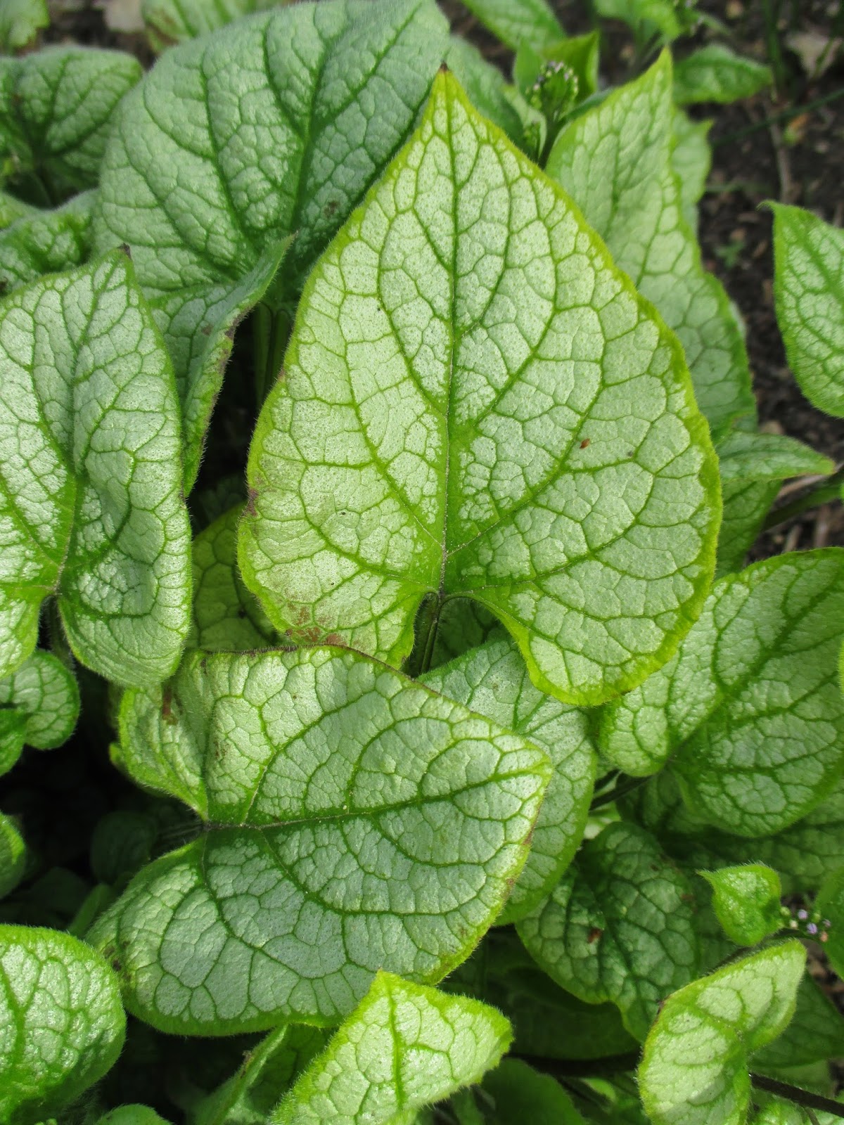 Ortensia Hydrangea Anomala Petiolaris Miranda Vaso 17cm Achat