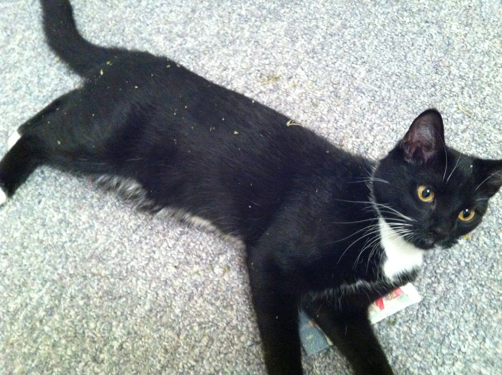 Laura Ashton Kitten Growing Pains