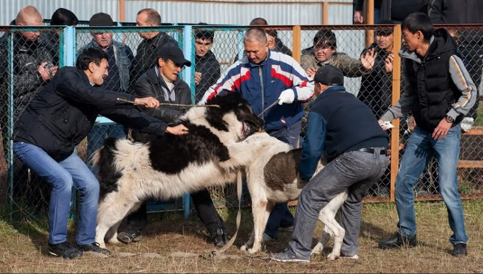 Сабачии Бои Онлайн counterstriks