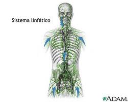 SISTEMA LINFÁTICO