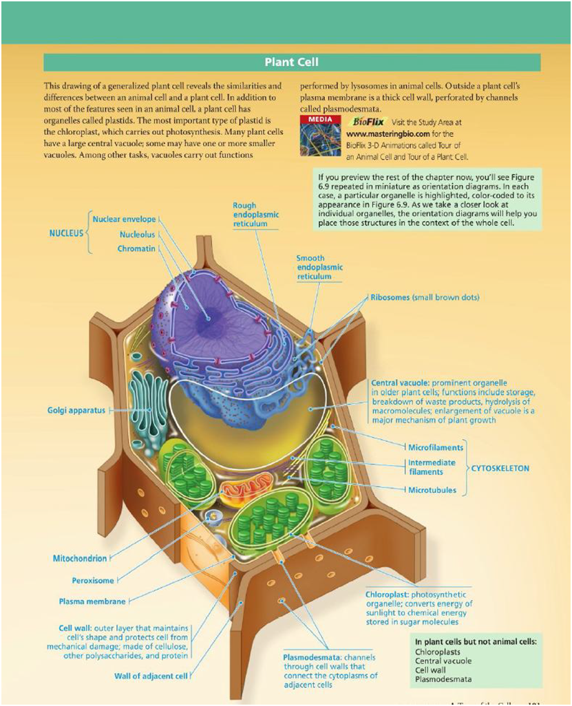 struktur sel tumbuhan