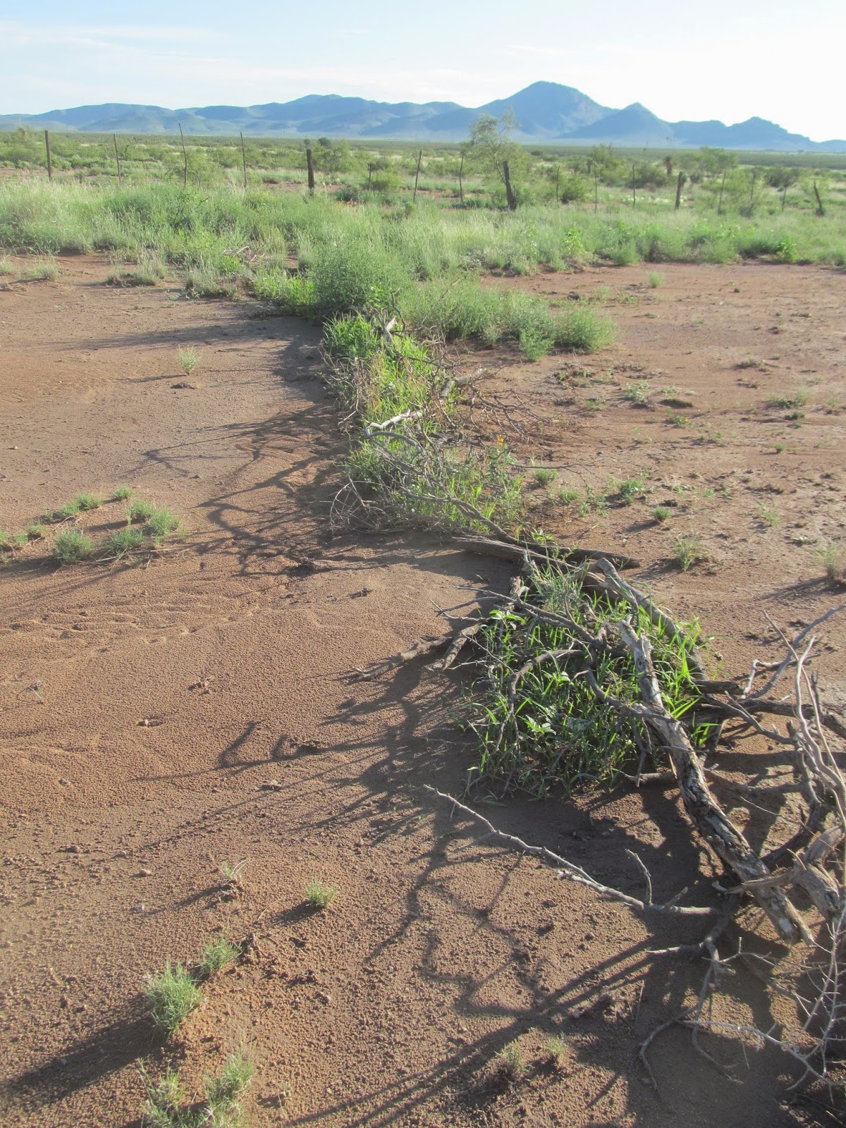 Blogging from the Boot Heel Range Restoration Building Topsoil