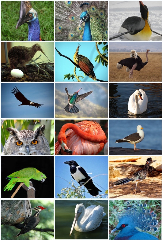 World Bird Sanctuary: Why Is Bird Conservation Important?