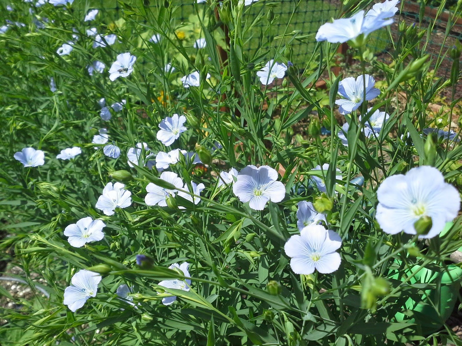 Growing Golden Flax in a home garden Zone 4 The Suburban Jungle