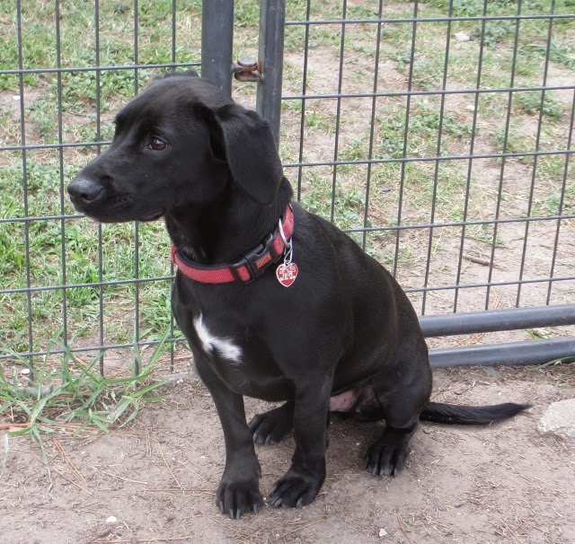 Black lab basset mix dog good with children dogs cats Jefferson