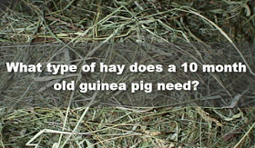What type of hay does a 10 month old guinea pig need?