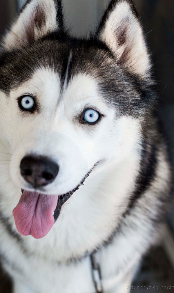 White Wolf : Huskies Go Crazy: 17 Funny Husky Pictures That Will Put A