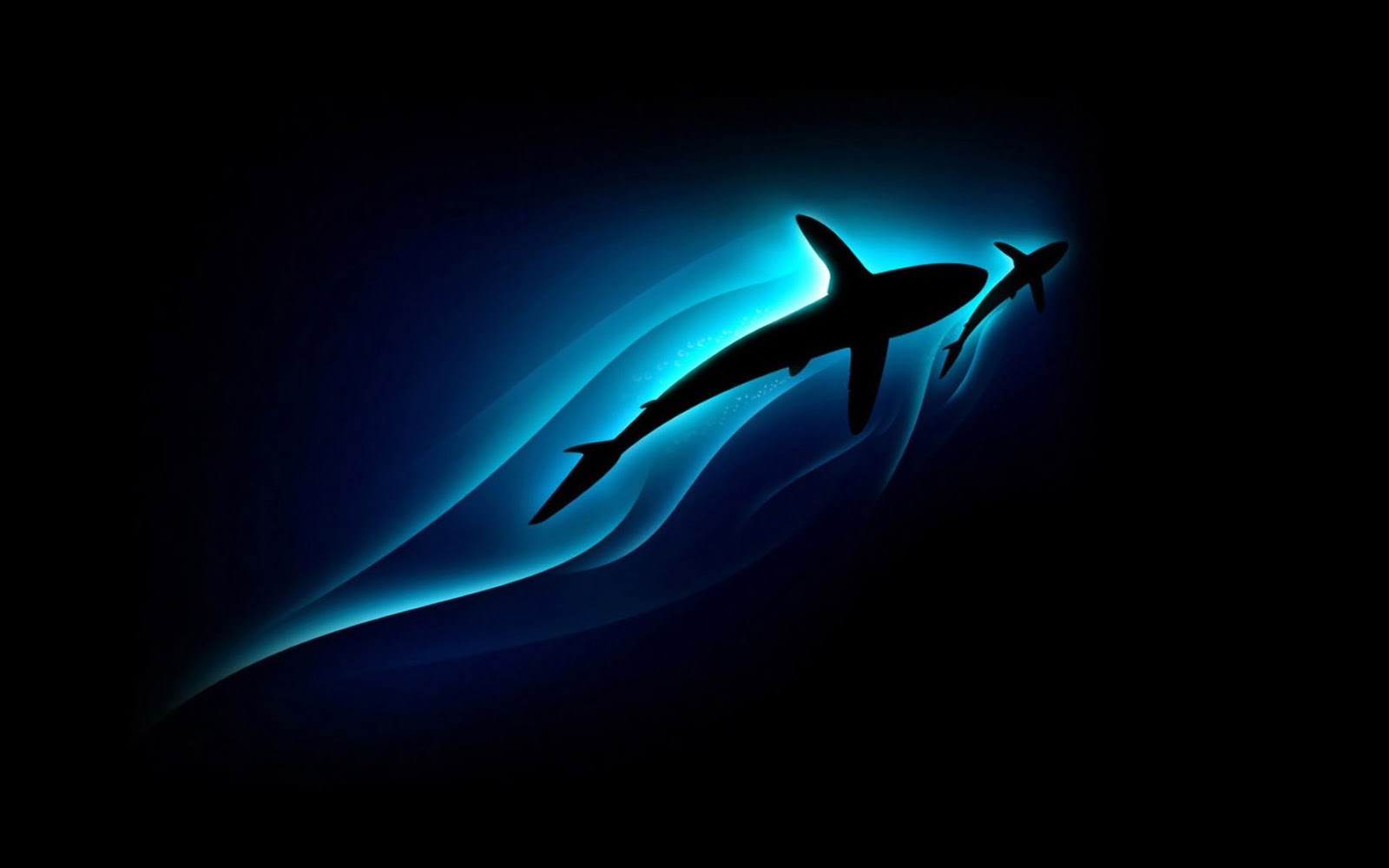 zebra shark wallpaper wallpapers animal