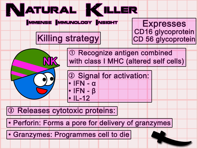 Immense Immunology Insight Natural killer cells simplified