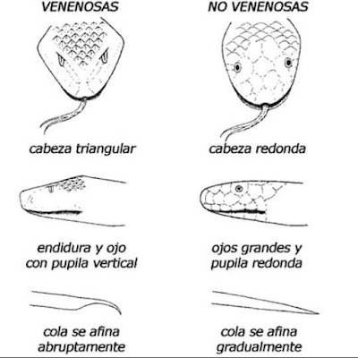 venenosa serpiente identificar serpientes venenosas muerde diferencias pedo hagas comparativo