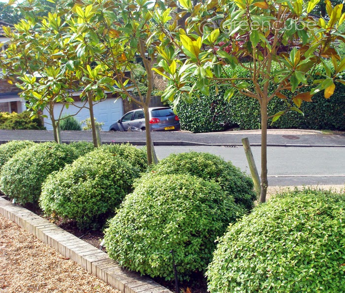 Boxwood Hedge W Tulips Google Image Result For Http 4 Bp