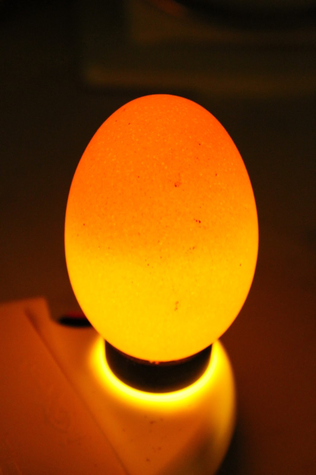 Homers Homestead The Back Garden Poultry Hatcher Candling Eggs on day 11