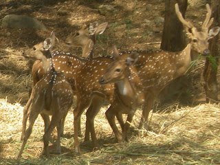 Deer at Bannerghatta National Park,Grand Safari Visit