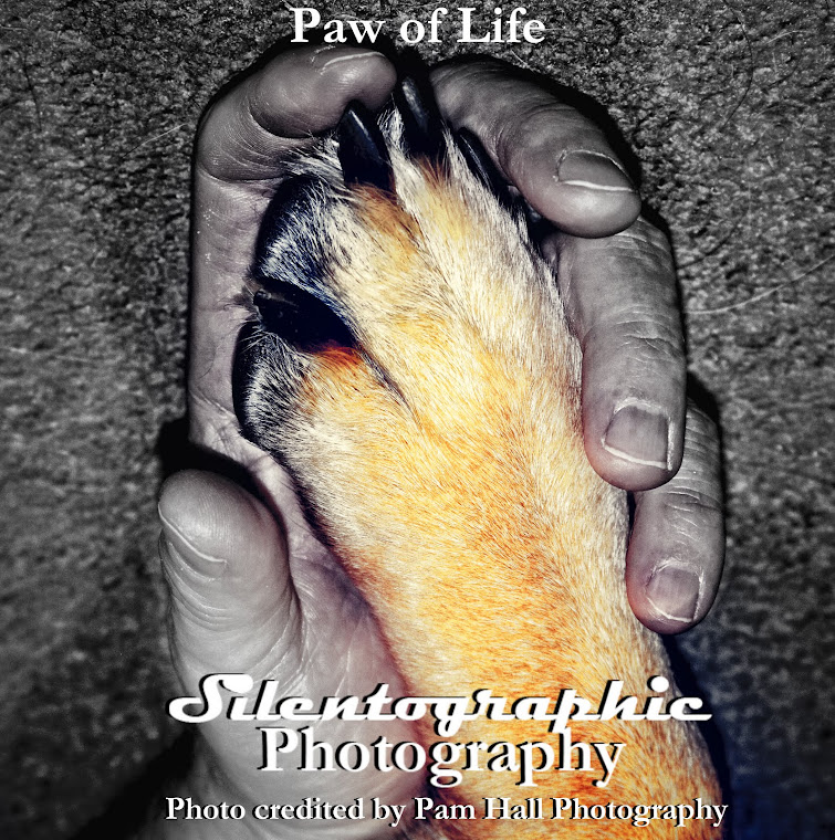 Pet Photography