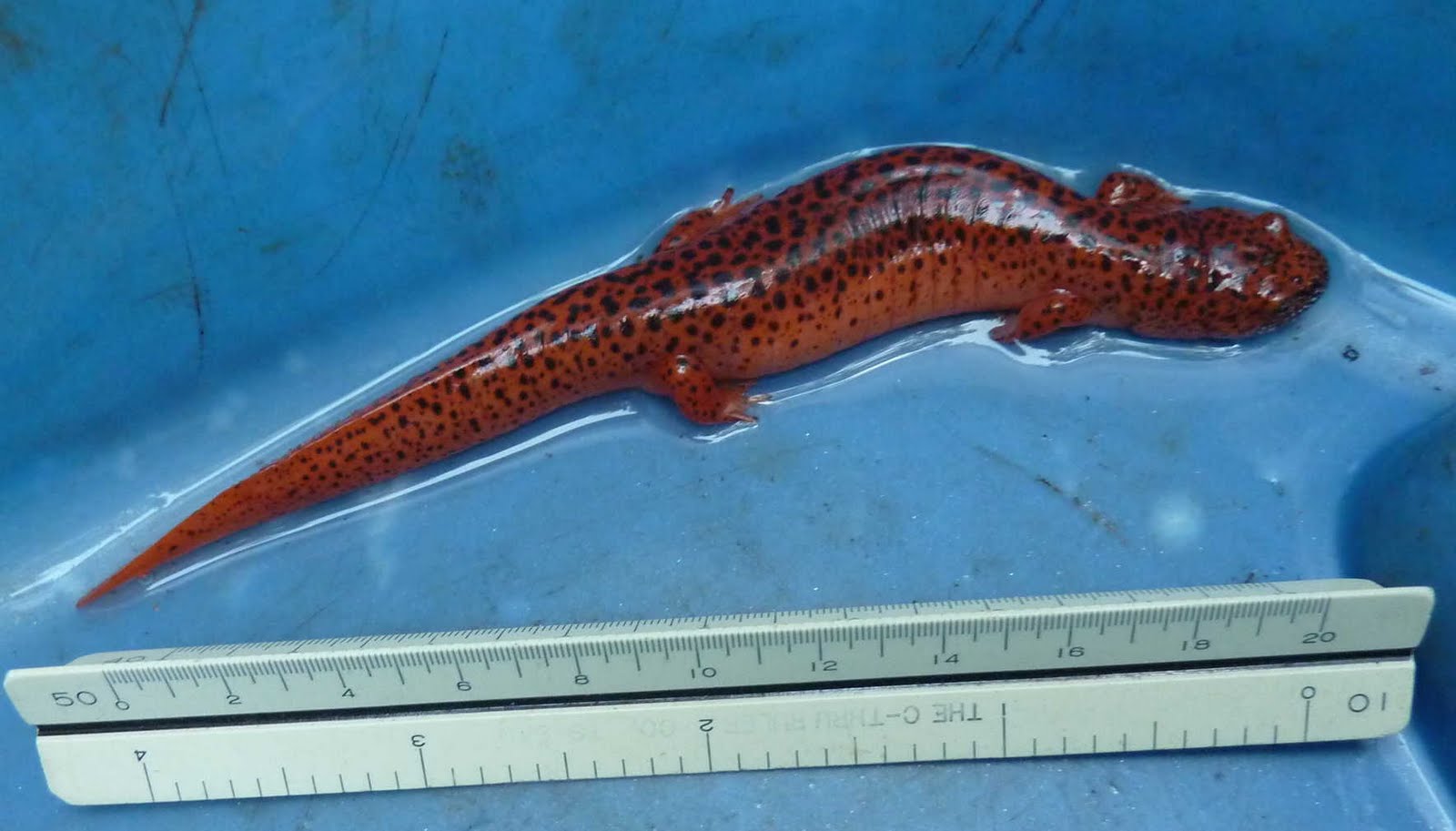 Nc Salamanders