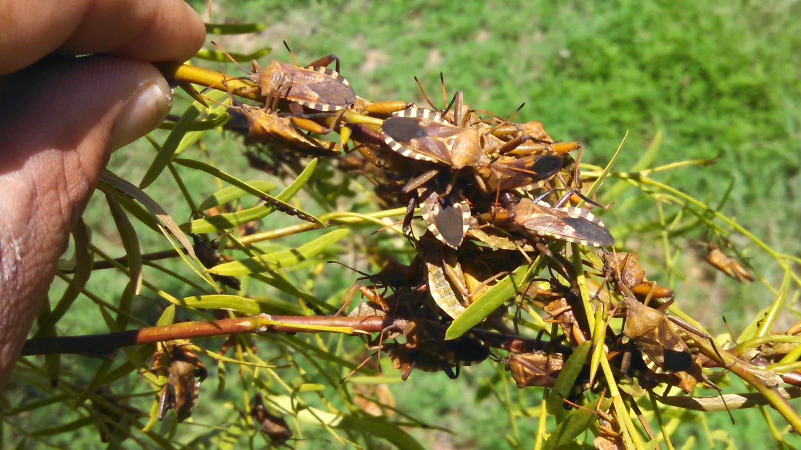 Texas Panhandle Pest News An Abundance of Insects