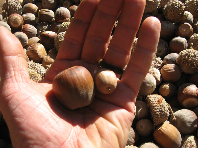 Survival in the Wasteland Fall, Acorns and Traditional Crafts