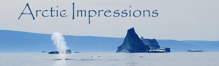 Arctic Impressions