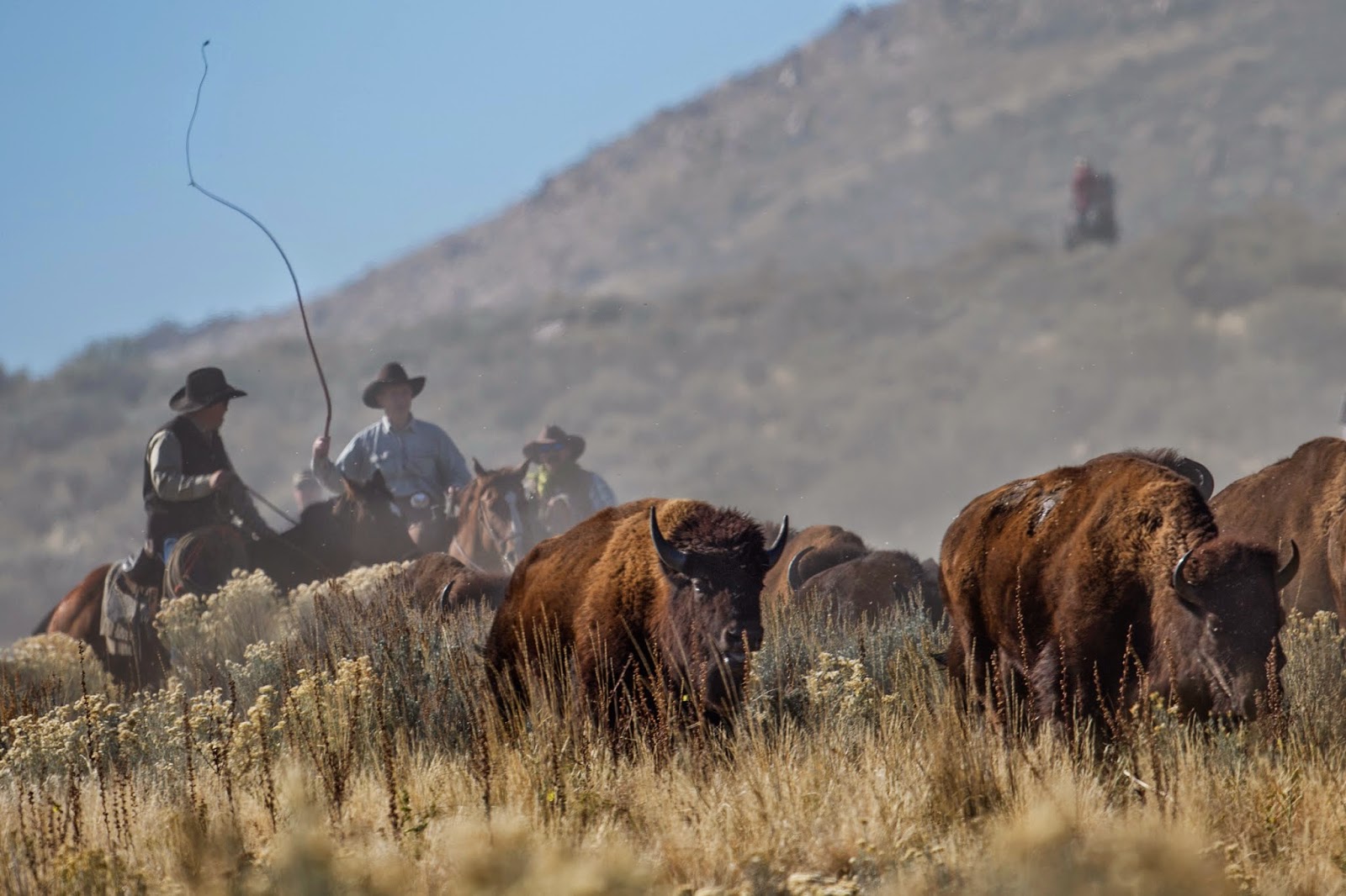 Benjamin Zack Photography Bison Roundup on Antelope Island