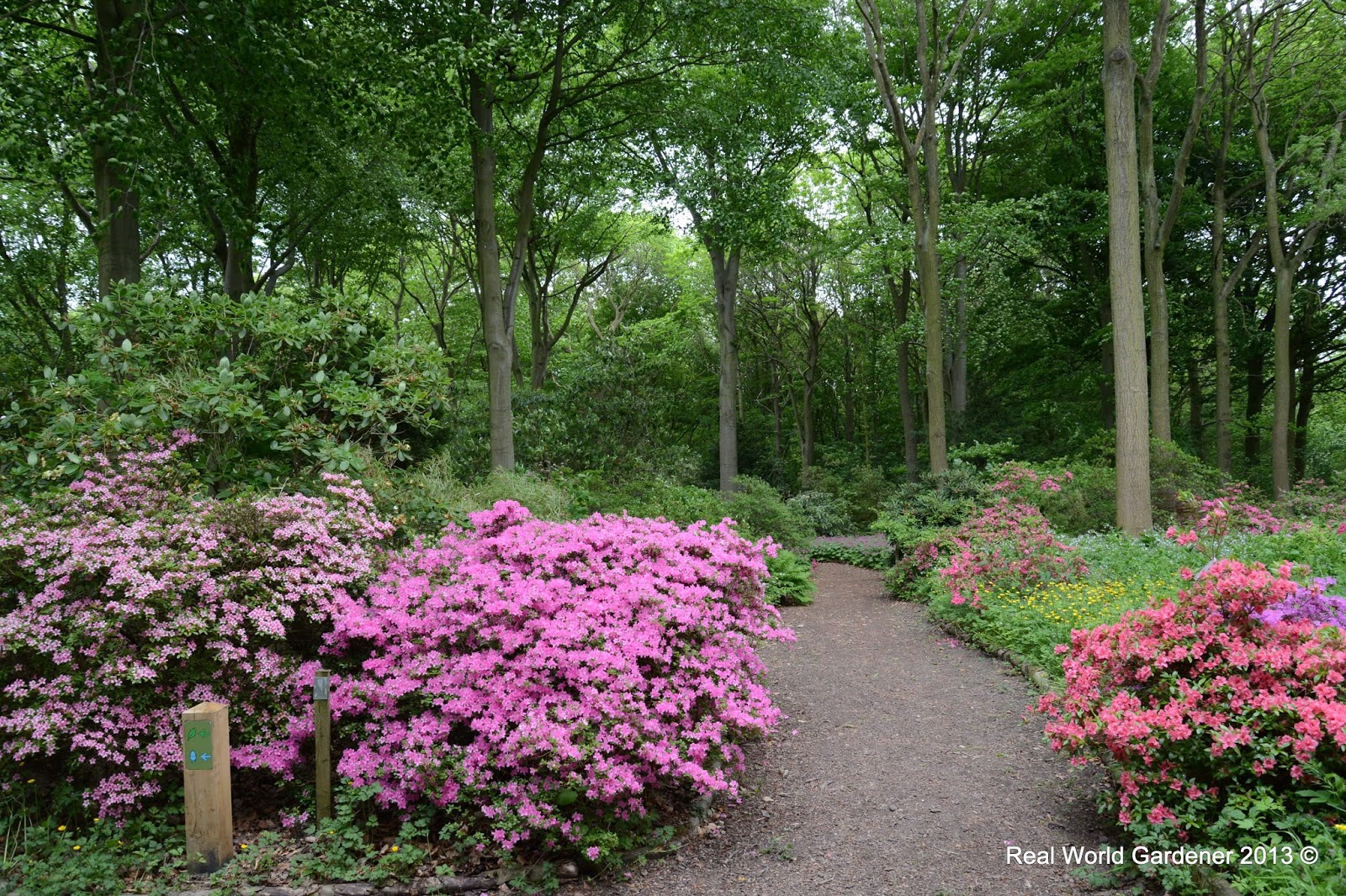 Real World Gardener Taming Trees and Shrubs in Design Elements
