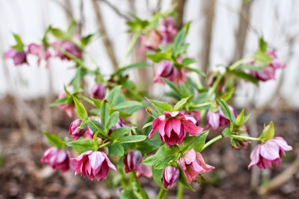 The Garden Plot November 2011