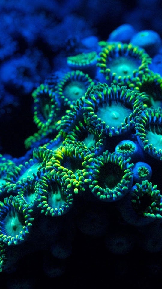 Blue Underwater Zoanthids Coral Reef Android Wallpaper