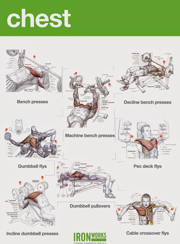 Bodybuilding Chest Exercises Chart