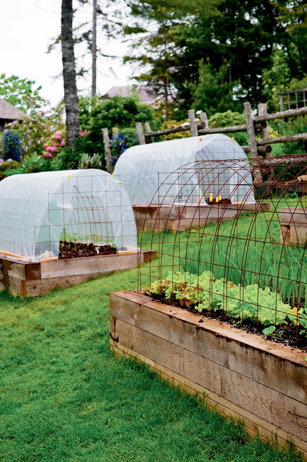 Niki Jabbour The Year Round Veggie Gardener Mini Hoop Tunnels in Summer