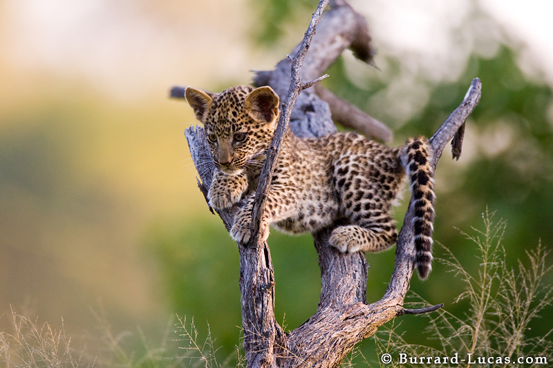 Amazing Creatures: Wonderful African wildlife photos by Burrard-Lucas (20  pics)