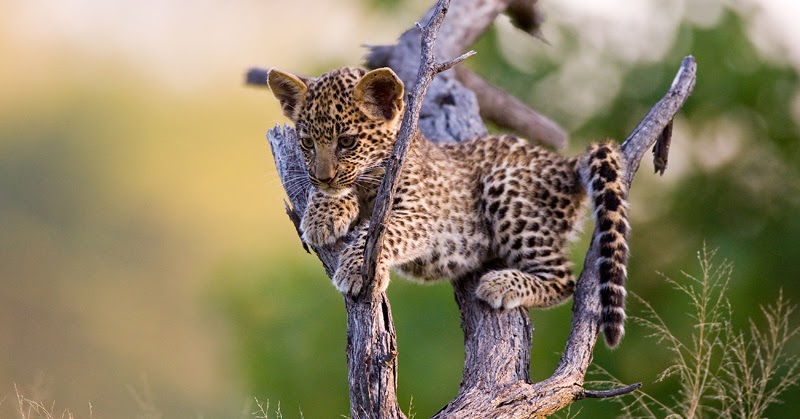 Amazing Creatures: Wonderful African wildlife photos by Burrard-Lucas (20  pics)
