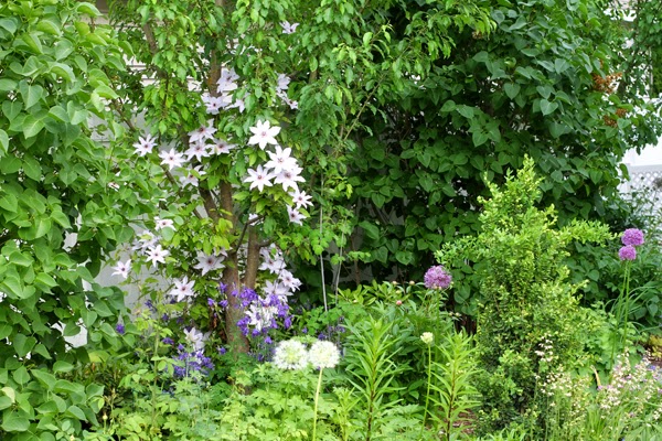 God S Growing Garden Maintaining Lilac Bushes