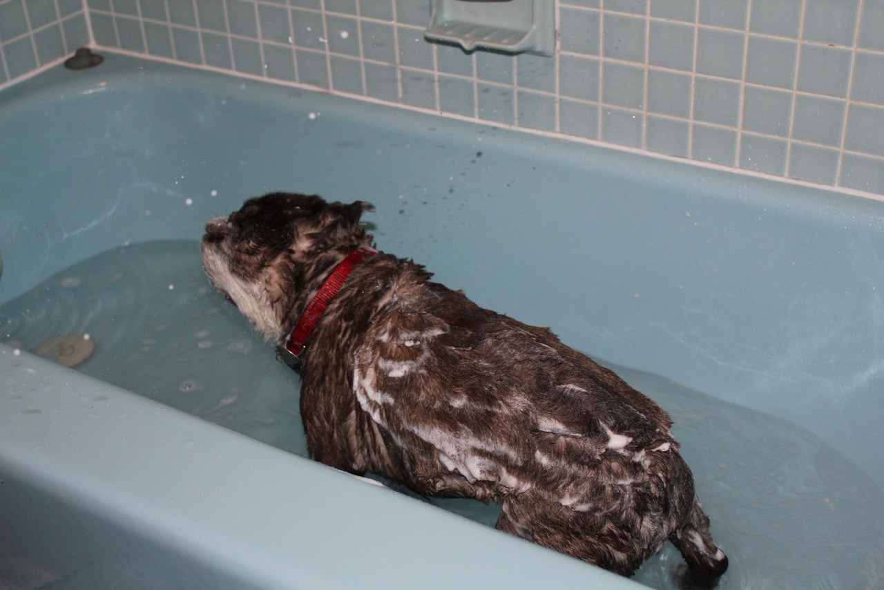 french baths