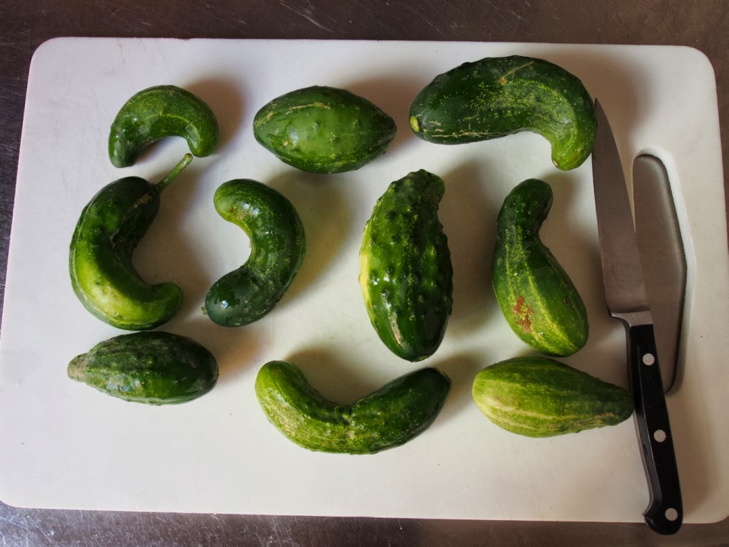 Jarhead Pickling Blog Dill Pickles featuring Kirby Cucumbers