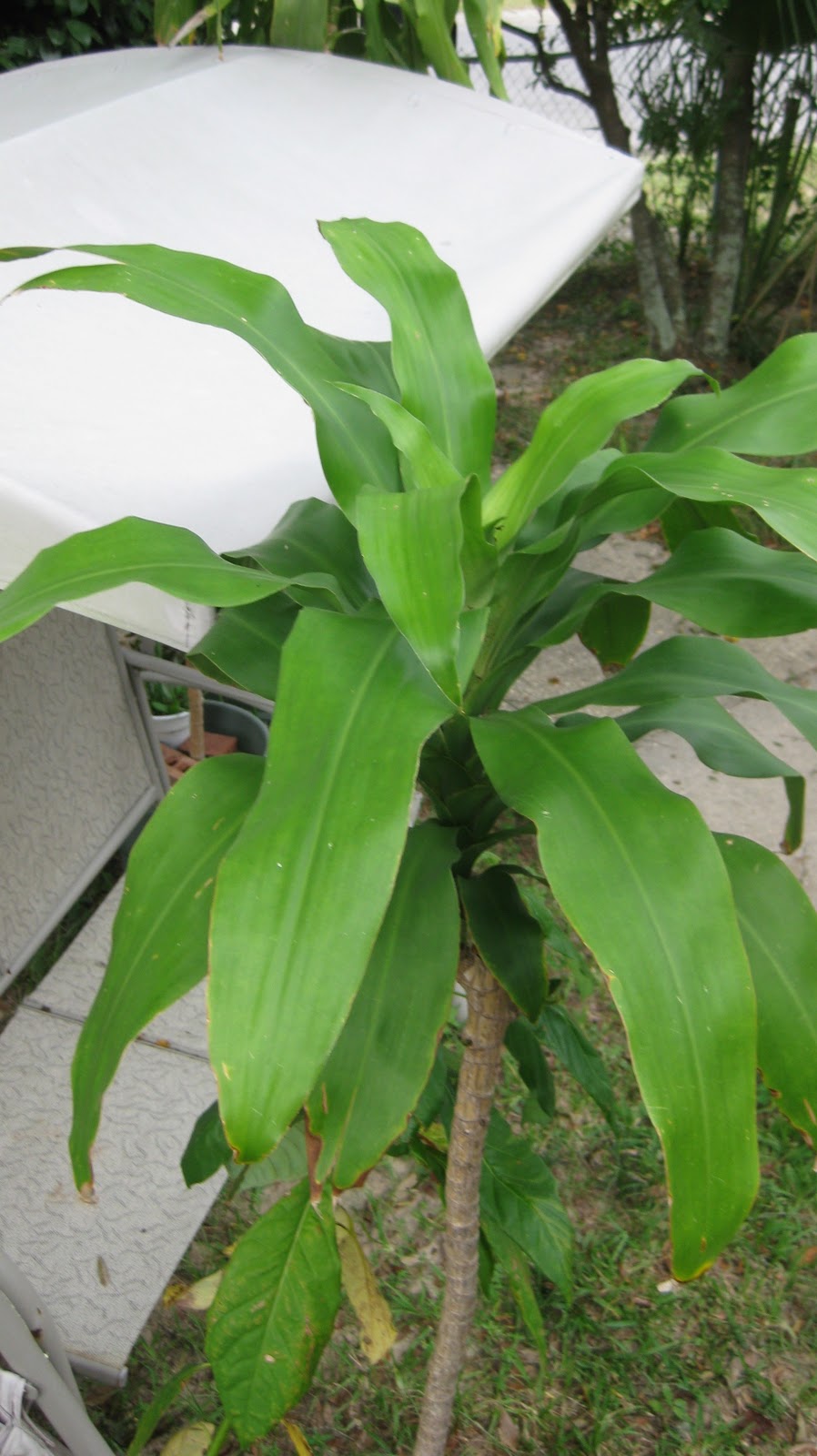 Tales from the Garden Corn Plant (Dracaena) Trimming