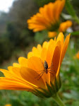 Flower Healing