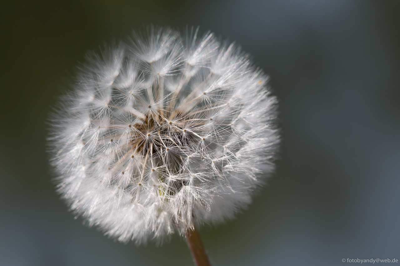 Foto By Andy Taraxacum Officinale Pusteblume