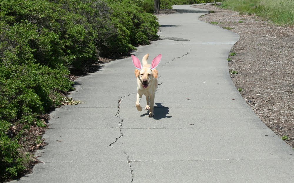cabana with pink ears walking happily down a cracked sidewalk path