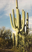 Saguaro Cactus