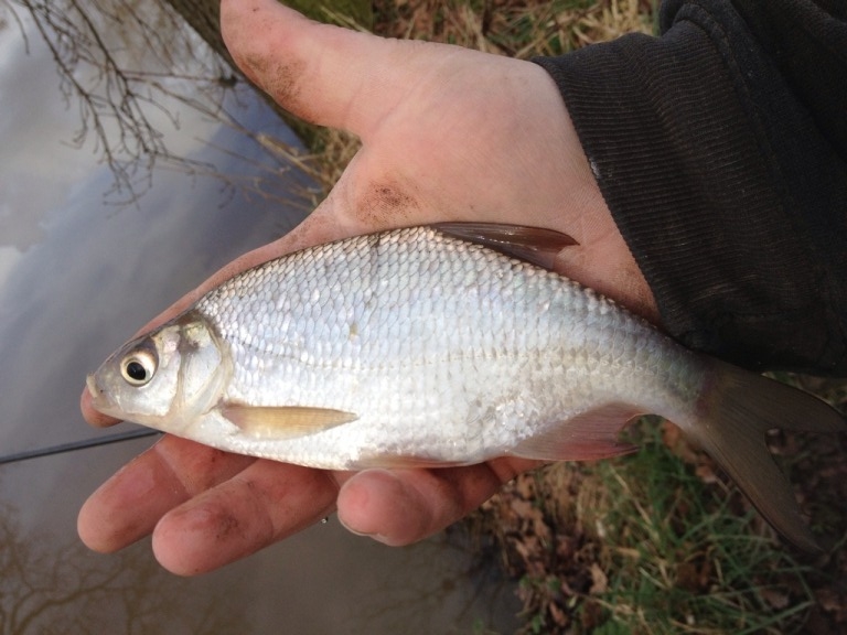 Danny's Angling Blog Flushing Meadows Silvers Go Mad For Punch