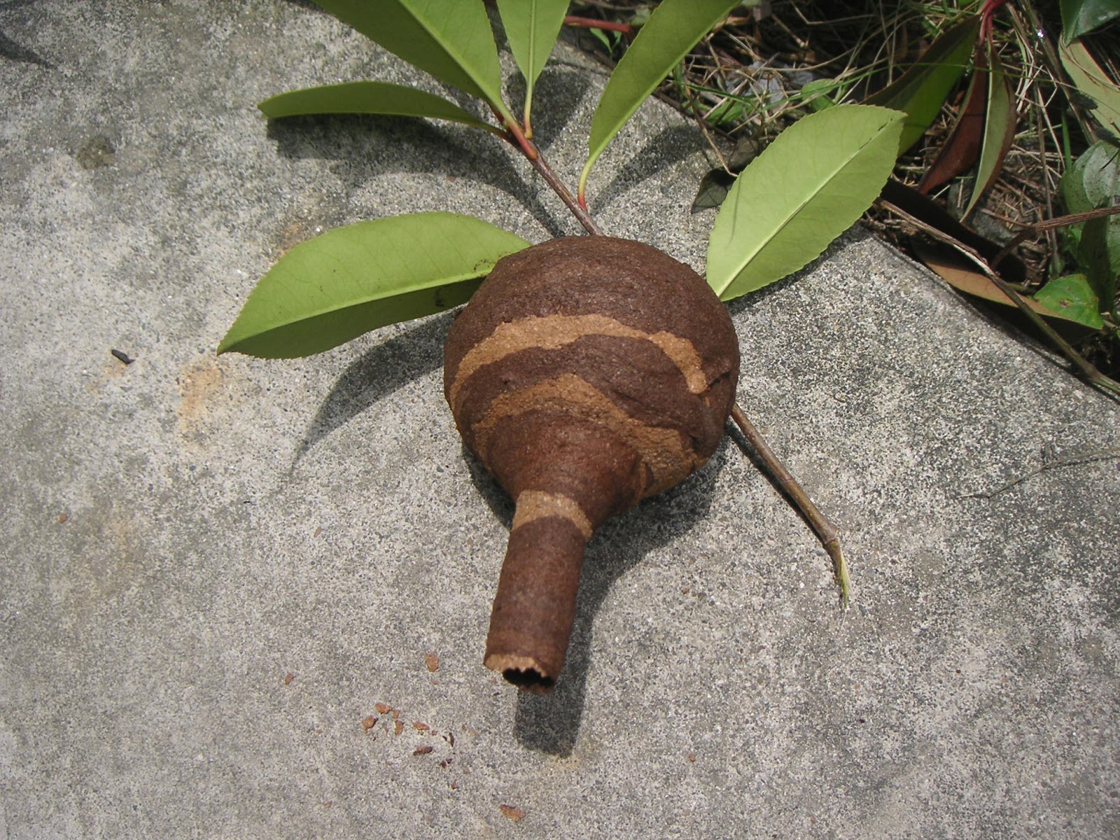 キクノヨ 害虫駆除ブログ 5月 13