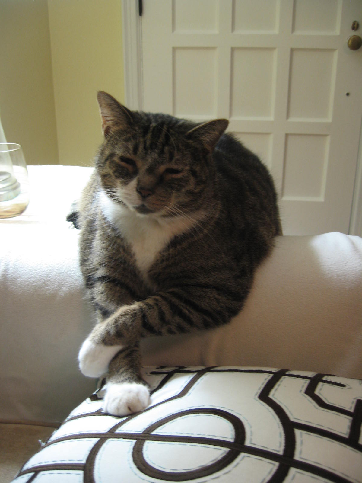 minhus Getting Cat Pee Out of Laundry