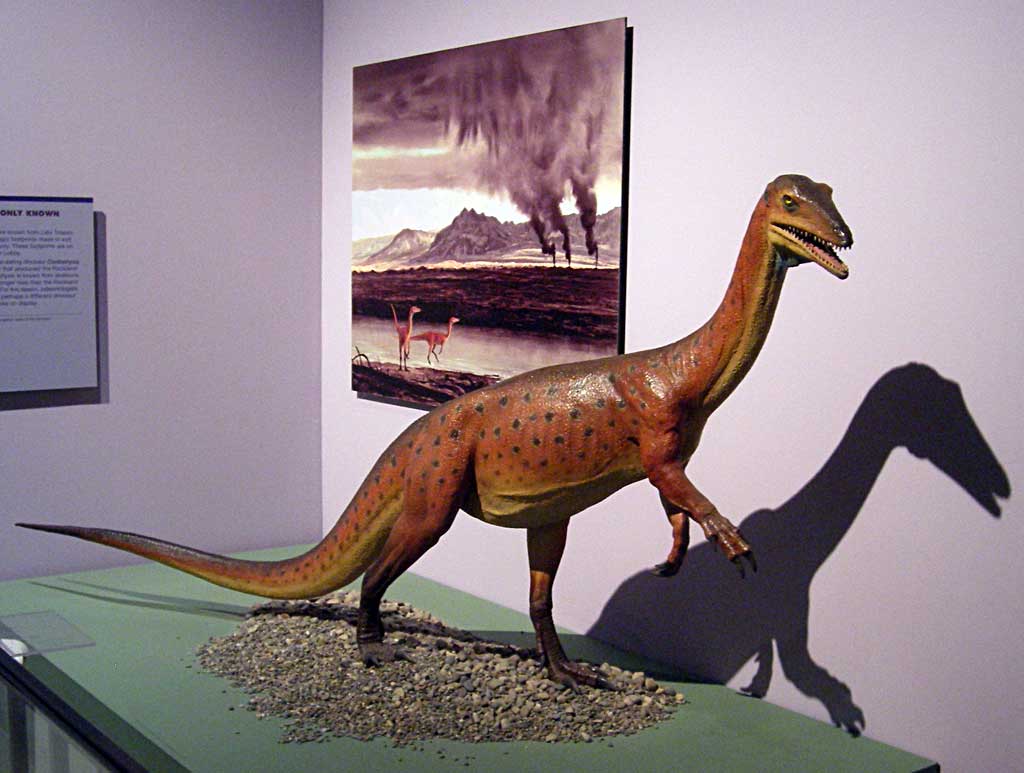 Louisville Fossils and Beyond New York State Museum