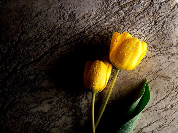 wallpapers of flowers with wallpapers of flowers 3d. wallpapers of flowers with